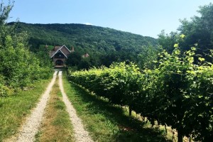 Музей виноробства, дегустація вин у Виноградовому